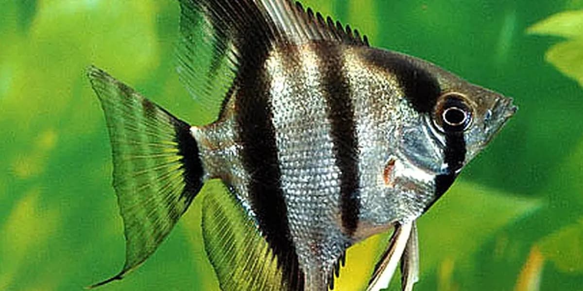 Skalar czy żaglowiec - co musisz wiedzieć o tych rybach akwariowych Skalar czy żaglowiec - co musisz wiedzieć o tych rybach akwariowych