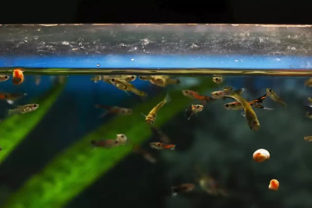 Dlaczego rybki pływają przy filtrze? Odkryj ich zachowanie i potrzeby Dlaczego rybki pływają przy filtrze? Odkryj ich zachowanie i potrzeby