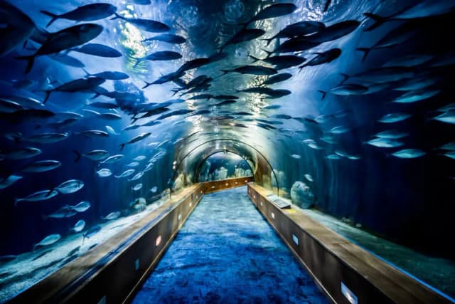 Oceanarium Poznań: Plany budowy i atrakcje, które musisz znać Oceanarium Poznań: Plany budowy i atrakcje, które musisz znać