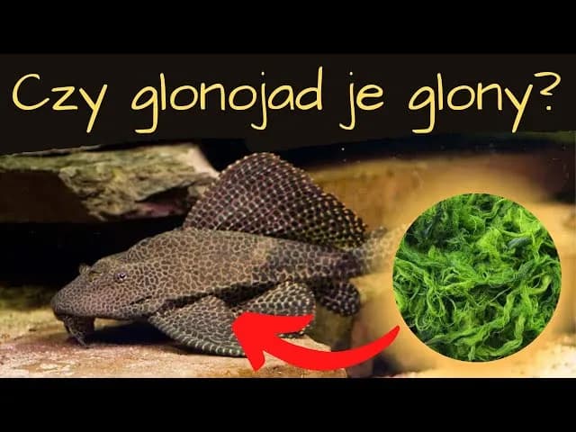 Czy glonojad je glony? Odkryj prawdę o jego diecie i nawykach Czy glonojad je glony? Odkryj prawdę o jego diecie i nawykach