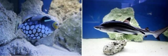 Szczecin oceanarium na Wałach Chrobrego - co warto zobaczyć? Szczecin oceanarium na Wałach Chrobrego - co warto zobaczyć?