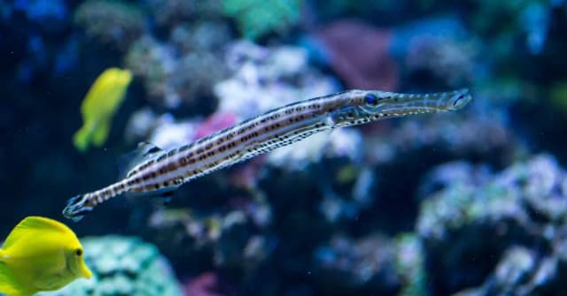 Oceanarium Sopot - Fascynujące życie morskie i atrakcje turystyczne Oceanarium Sopot - Fascynujące życie morskie i atrakcje turystyczne