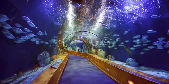 Oceanarium Walencja - co musisz wiedzieć przed wizytą? Oceanarium Walencja - co musisz wiedzieć przed wizytą?