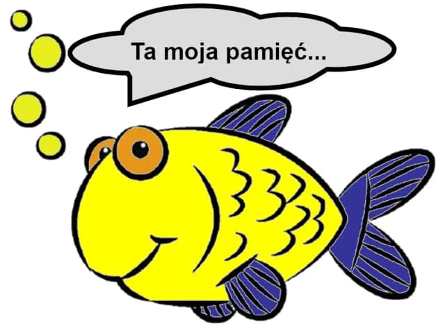 Pamięć złotej rybki ile trwa? Fakty, które zaskoczą każdego Pamięć złotej rybki ile trwa? Fakty, które zaskoczą każdego