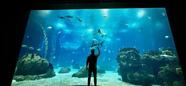 Najlepsze oceanaria w Węgrzech: co warto zobaczyć i zwiedzić Najlepsze oceanaria w Węgrzech: co warto zobaczyć i zwiedzić
