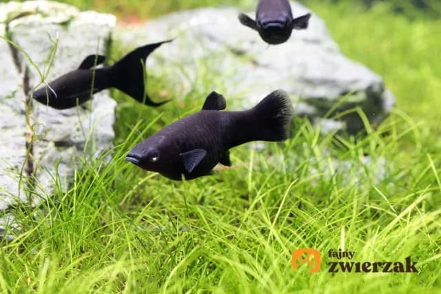 Ile trwa ciąża u rybek akwariowych? Sprawdź gatunki i opiekę Ile trwa ciąża u rybek akwariowych? Sprawdź gatunki i opiekę