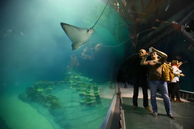 Jak kupić bilety do oceanarium w Gdyni i uniknąć kolejek Jak kupić bilety do oceanarium w Gdyni i uniknąć kolejek