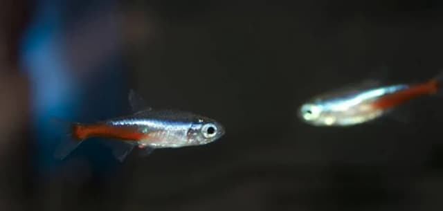 Jak neonki się rozmnażają? Kluczowe warunki do sukcesu w akwarium Jak neonki się rozmnażają? Kluczowe warunki do sukcesu w akwarium
