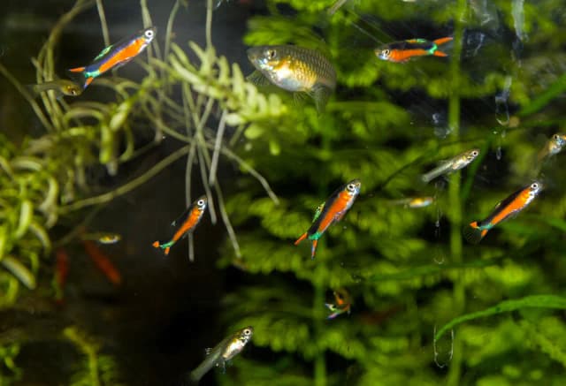 Jakie rybki z gupikami i neonkami? Unikaj błędów w akwarium Jakie rybki z gupikami i neonkami? Unikaj błędów w akwarium