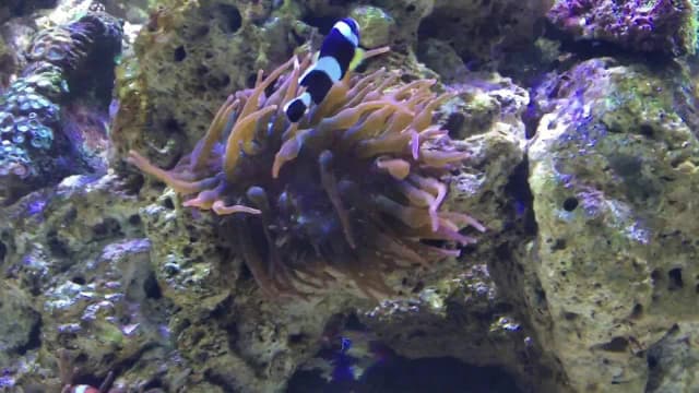 Oceanarium Zagnańsk - Fascynujące gatunki i atrakcje czekają na Ciebie Oceanarium Zagnańsk - Fascynujące gatunki i atrakcje czekają na Ciebie