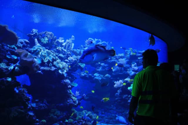 Oceanarium Majorka - Niezapomniane atrakcje i tajemnice oceanu Oceanarium Majorka - Niezapomniane atrakcje i tajemnice oceanu